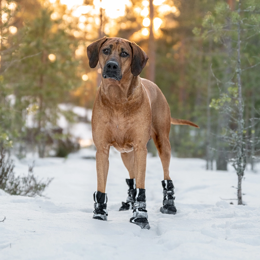 Dog socks to warm your dog's paws HALLA from FinNero black small and large dog