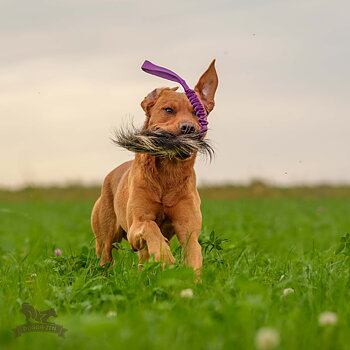 Bungee Treat Tug Wild Boar L