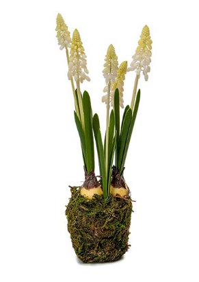Pärlhyacint 25 cm
