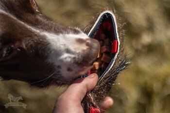 Bungee Treat Tug Wild Boar M