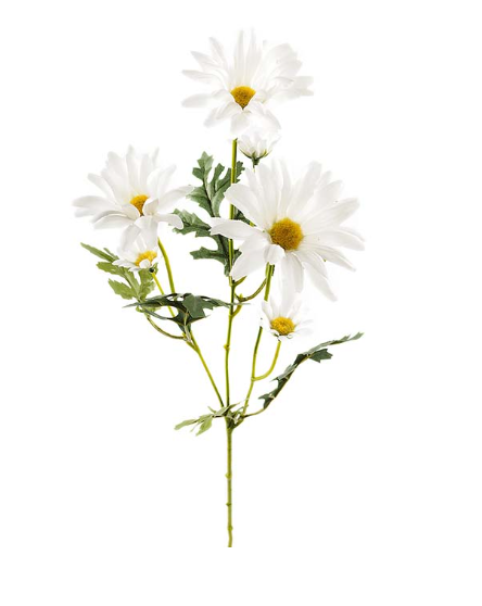 Prästkrage 50 cm – Somrig & Naturtrogen Dekoration