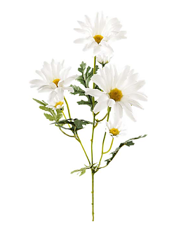 Prästkrage 50 cm – Somrig & Naturtrogen Dekoration