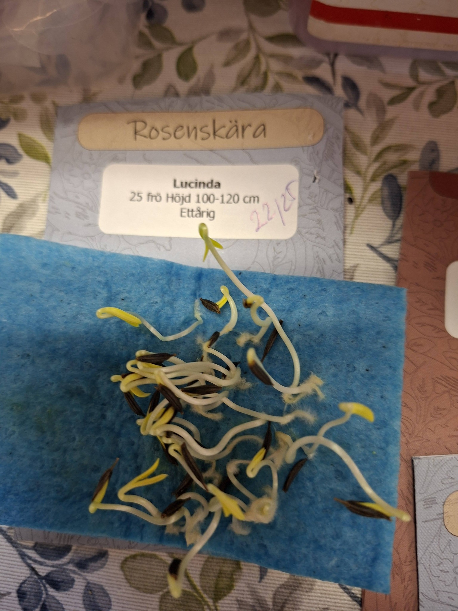 Rosenskära Lucinda 25 frö - 3