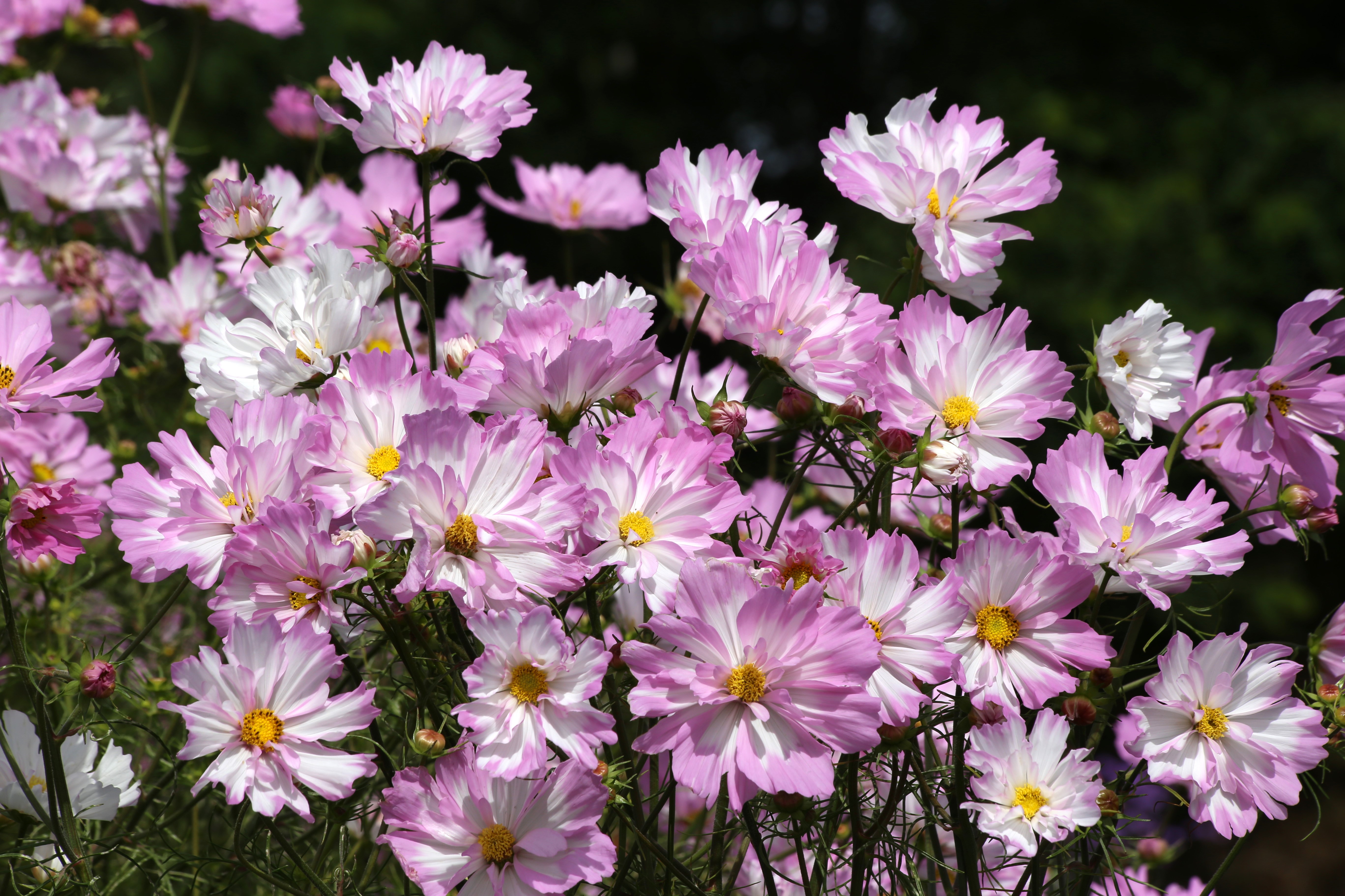 Rosenskära Colletta Pink White  25 frö