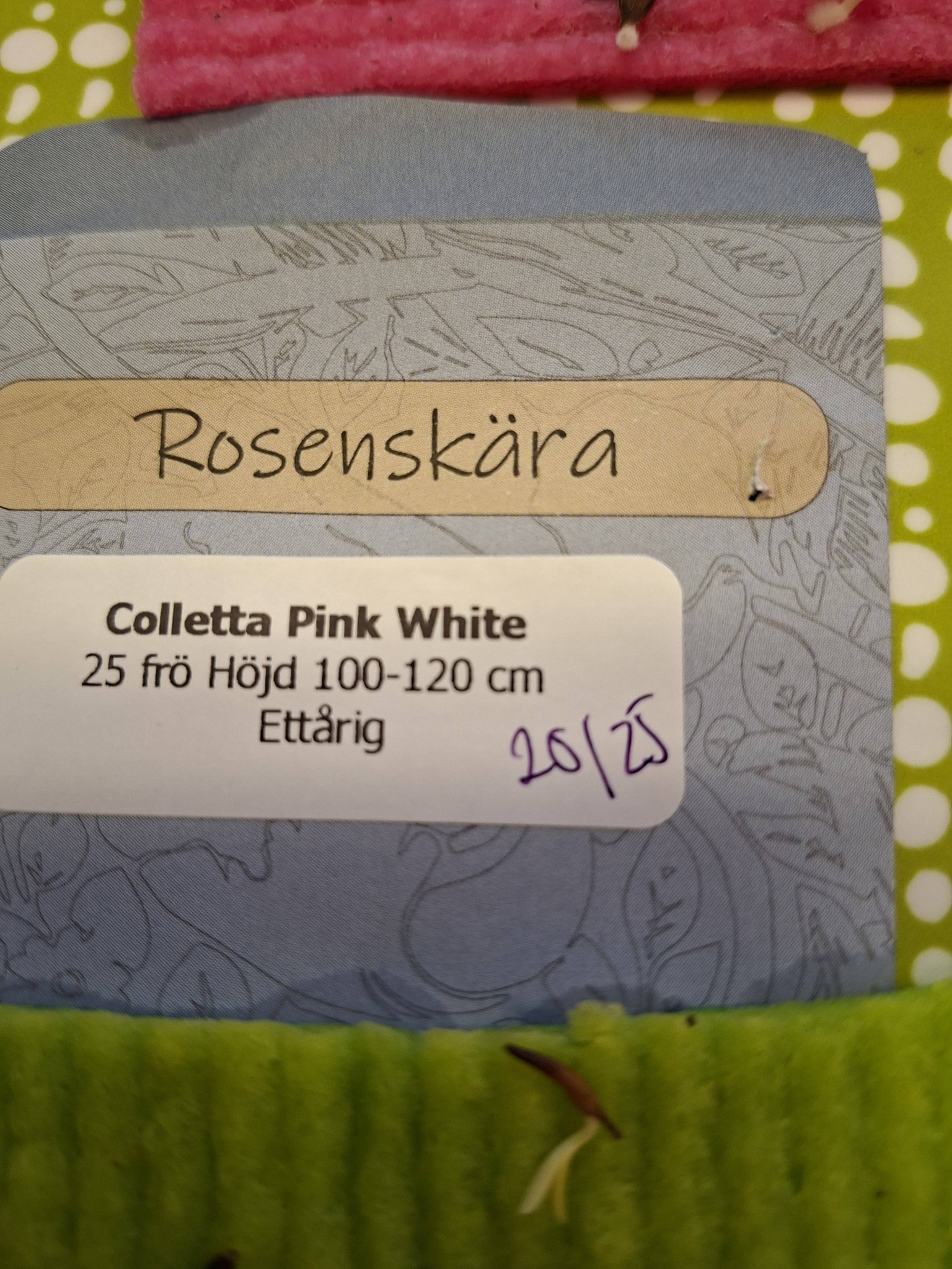 Rosenskära Colletta Pink White  25 frö - 2
