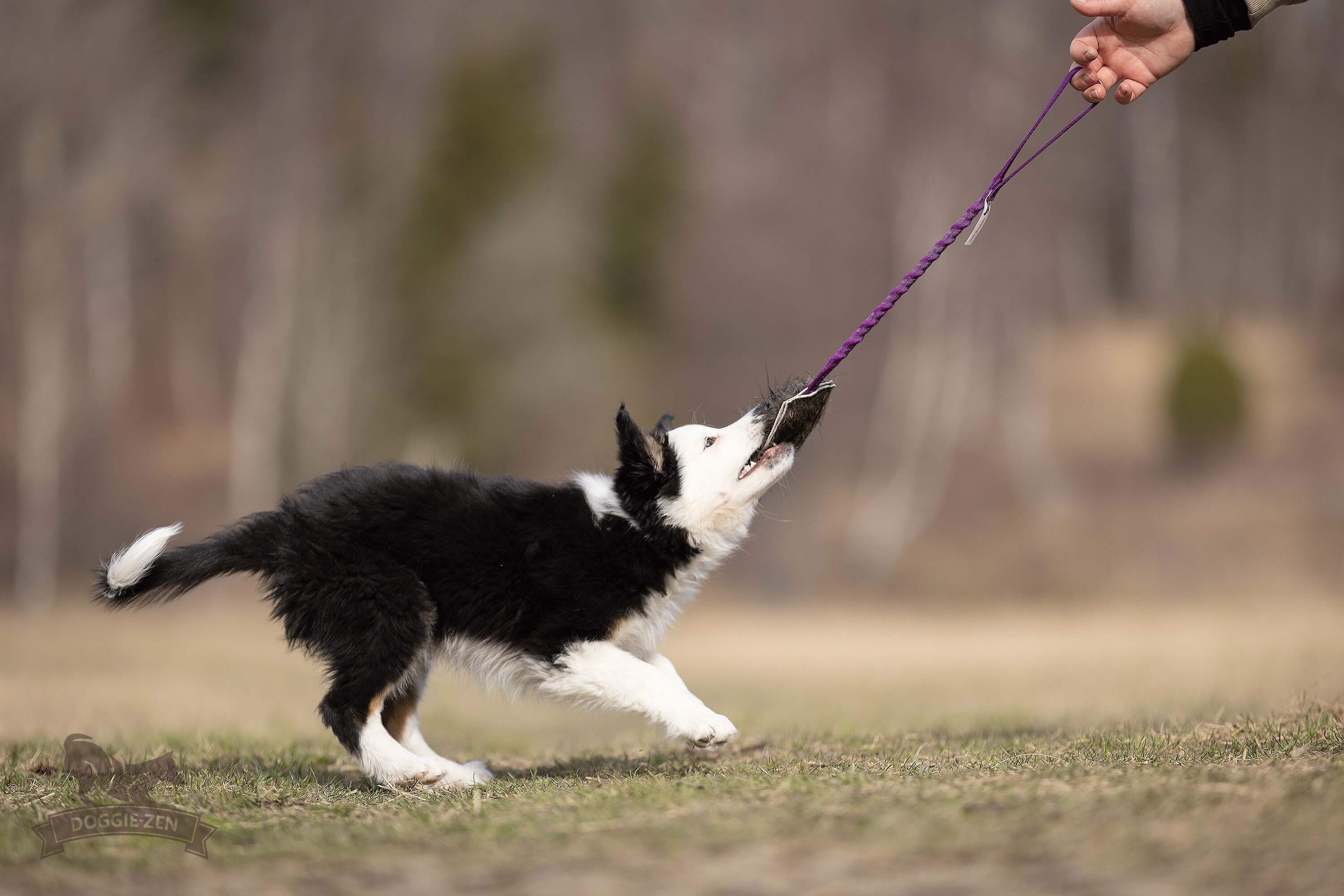 Bungee Treat Tug Wild Boar S - 5