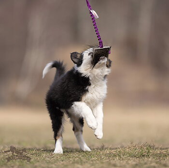 Bungee Treat Tug Wild Boar S