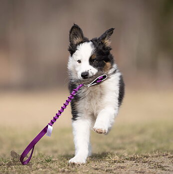 Bungee Treat Tug Wild Boar S