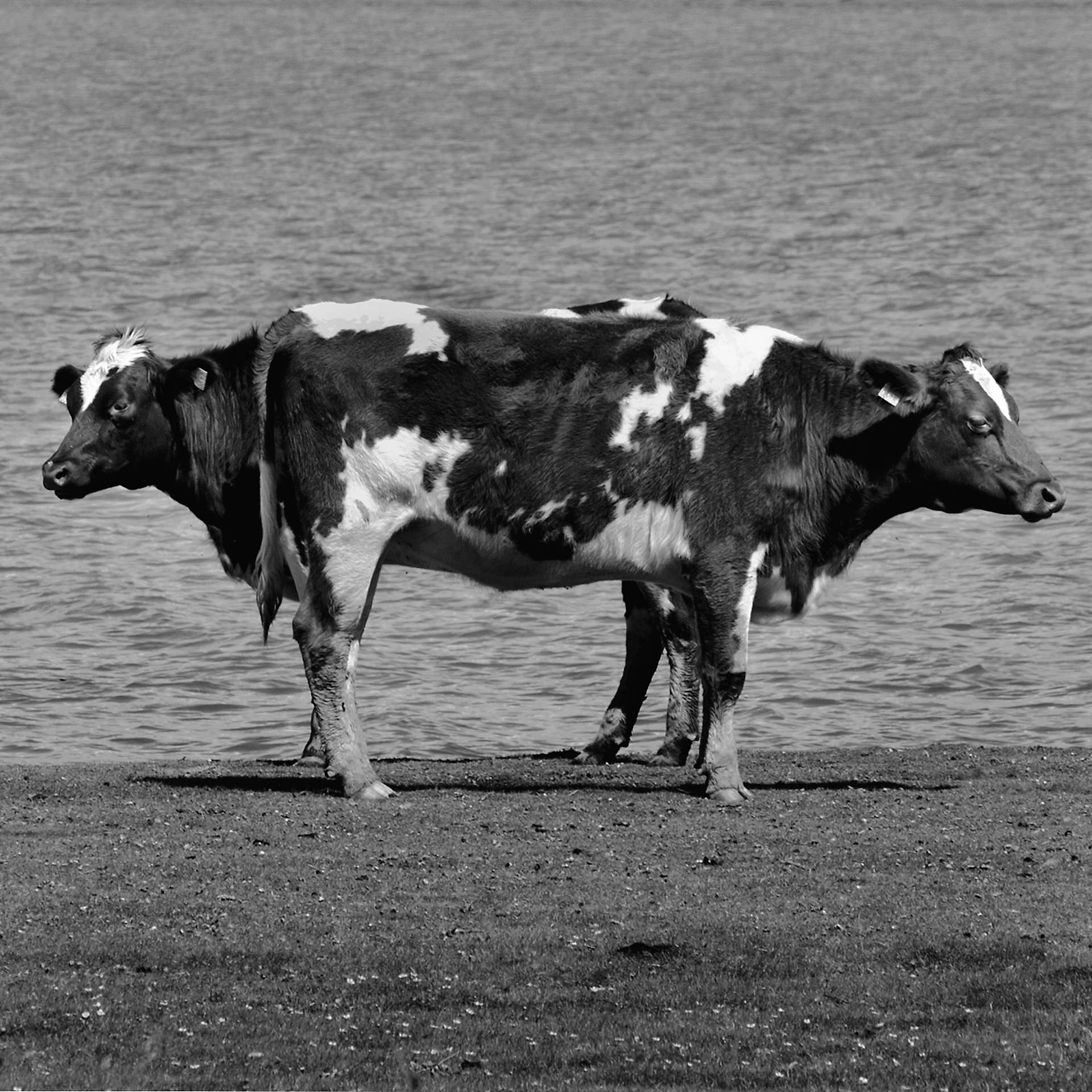 Jerker Andersson: Animal Diary - 3