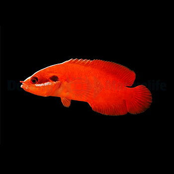 Suttonia lineata (reef safe)