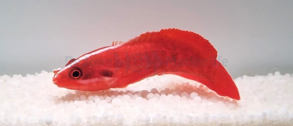 Suttonia lineata (reef safe) - 2