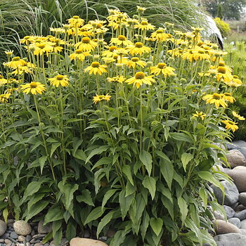 4411  Echinacea  Leilani (PBR)  I  Svenskt namn  :Solhatt  I  Krukstorlek   : SQ1  I  Förväntad Höjd  :  100 cm  I  Blomningstid :  juli-sept