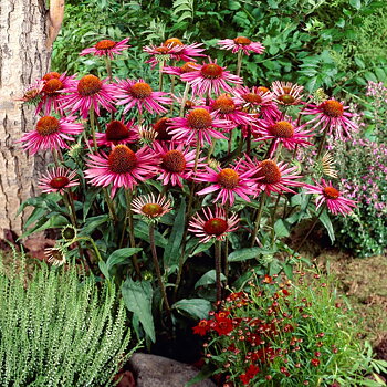 4441  Echinacea  Pica Bella  I  Svenskt namn  :Solhatt  I  Krukstorlek   : SQ1  I  Förväntad Höjd  :  90 cm  I  Blomningstid :  juli-sept