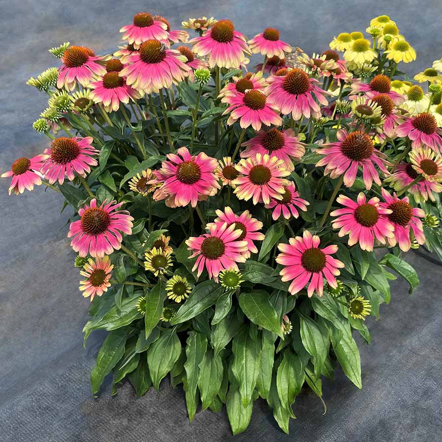 4416  Echinacea  Pink Lemonade  I  Svenskt namn  :Solhatt  I  Krukstorlek   : SQ1  I  Förväntad Höjd  :  70 cm  I  Blomningstid :  juli-sept