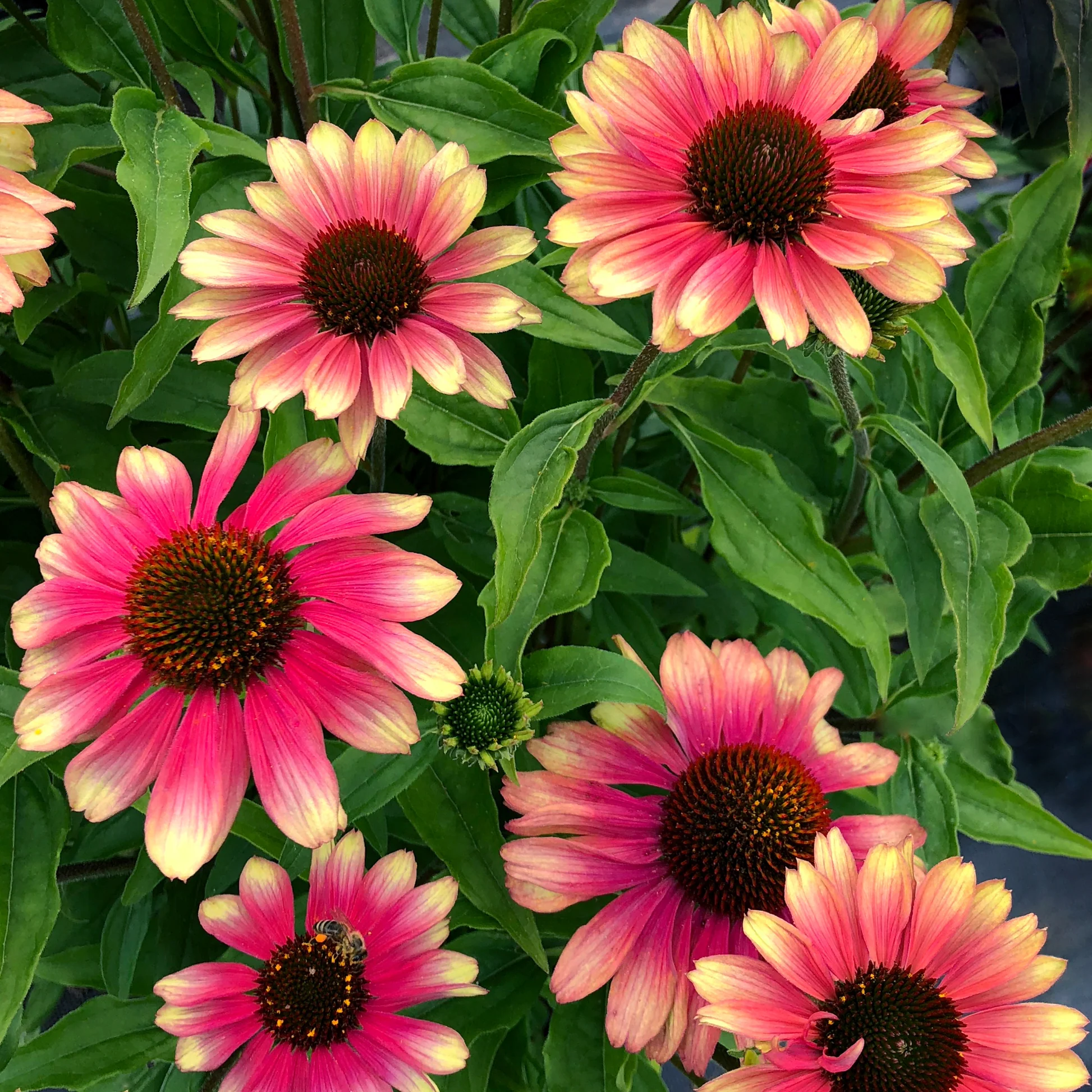 4416  Echinacea  Pink Lemonade  I  Svenskt namn  :Solhatt  I  Krukstorlek   : SQ1  I  Förväntad Höjd  :  70 cm  I  Blomningstid :  juli-sept - 2