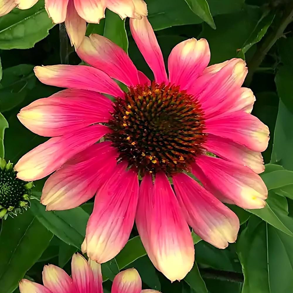 4416  Echinacea  Pink Lemonade  I  Svenskt namn  :Solhatt  I  Krukstorlek   : SQ1  I  Förväntad Höjd  :  70 cm  I  Blomningstid :  juli-sept - 3
