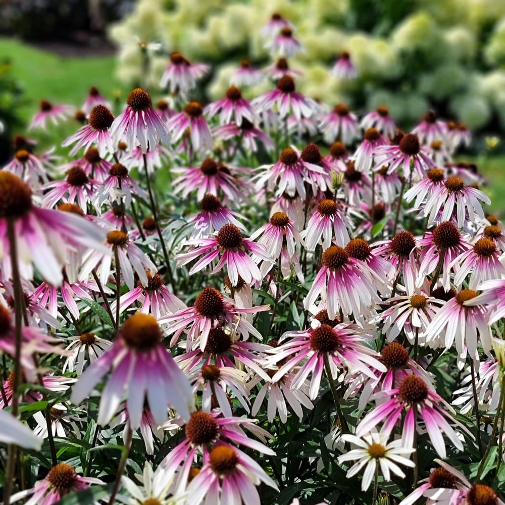 4415  Echinacea  Pretty Parasols (PBR)  I  Svenskt namn  :Solhatt  I  Krukstorlek   : SQ1  I  Förväntad Höjd  :  90 cm  I  Blomningstid :  juli-sept
