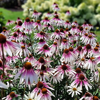 4415  Echinacea  Pretty Parasols (PBR)  I  Svenskt namn  :Solhatt  I  Krukstorlek   : SQ1  I  Förväntad Höjd  :  90 cm  I  Blomningstid :  juli-sept