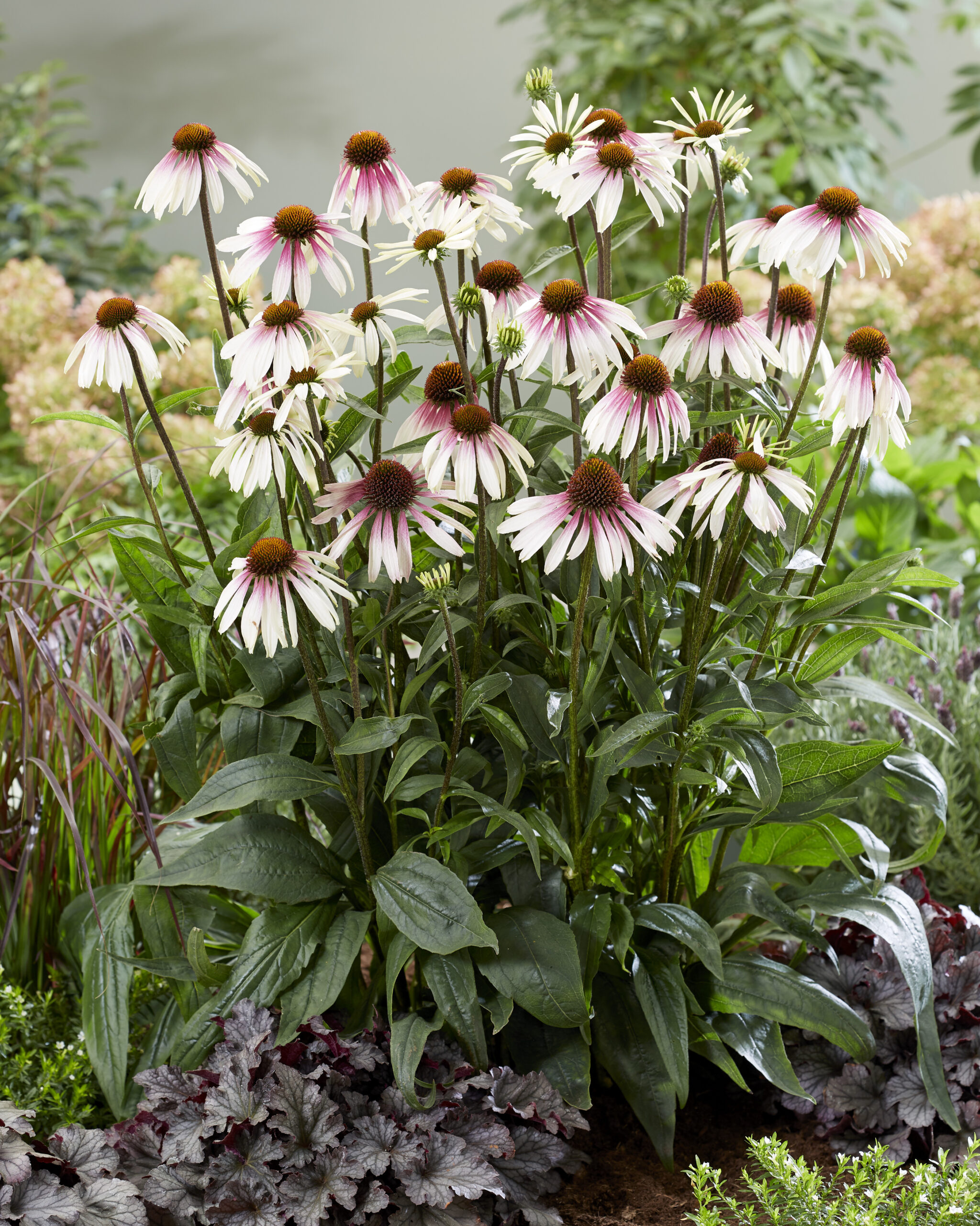4415  Echinacea  Pretty Parasols (PBR)  I  Svenskt namn  :Solhatt  I  Krukstorlek   : SQ1  I  Förväntad Höjd  :  90 cm  I  Blomningstid :  juli-sept - 3