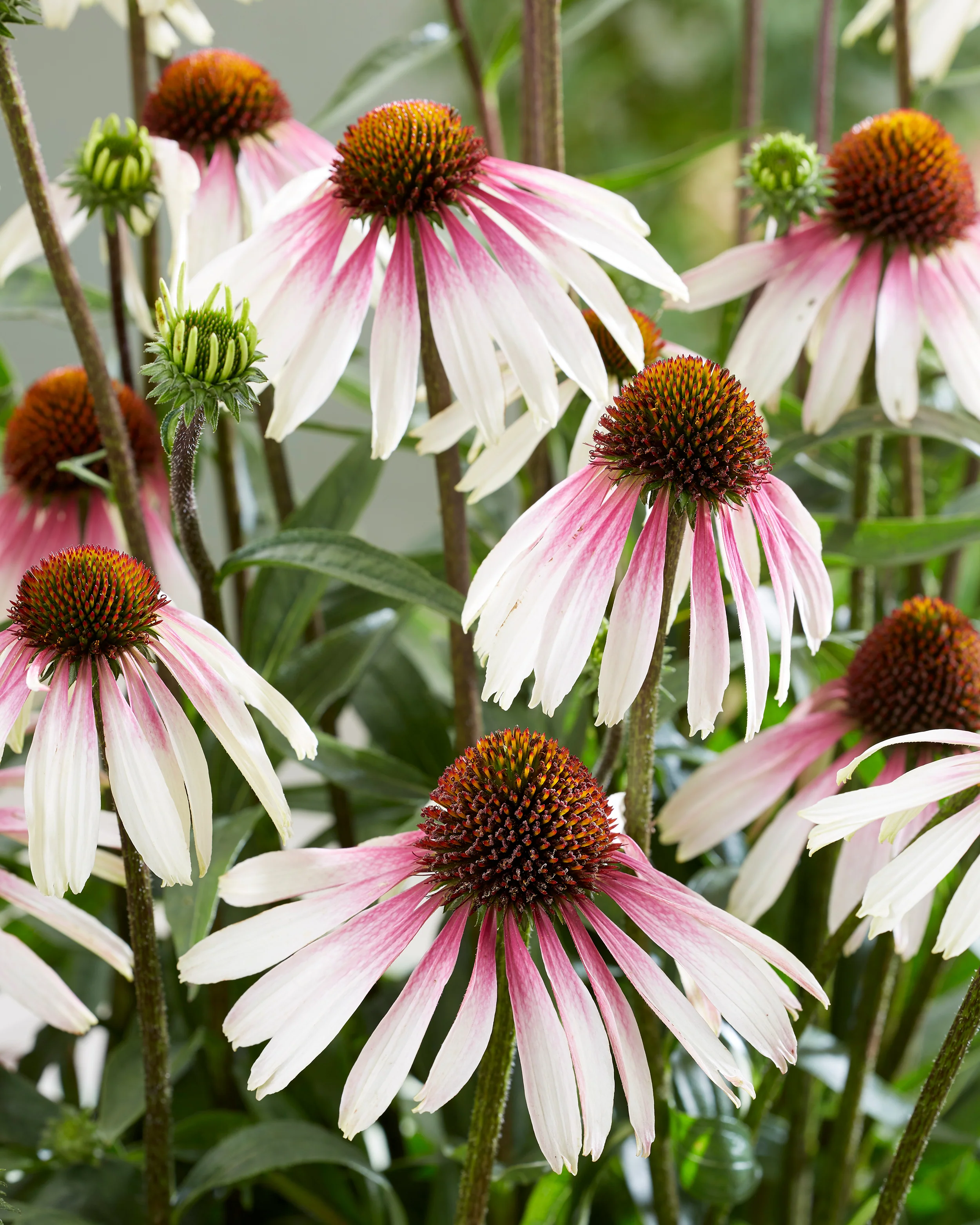 4415  Echinacea  Pretty Parasols (PBR)  I  Svenskt namn  :Solhatt  I  Krukstorlek   : SQ1  I  Förväntad Höjd  :  90 cm  I  Blomningstid :  juli-sept - 4