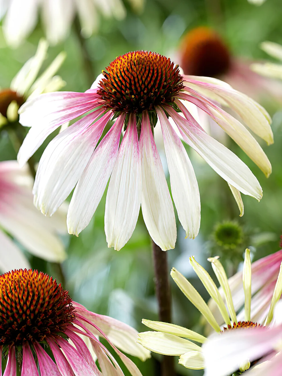 4415  Echinacea  Pretty Parasols (PBR)  I  Svenskt namn  :Solhatt  I  Krukstorlek   : SQ1  I  Förväntad Höjd  :  90 cm  I  Blomningstid :  juli-sept - 5
