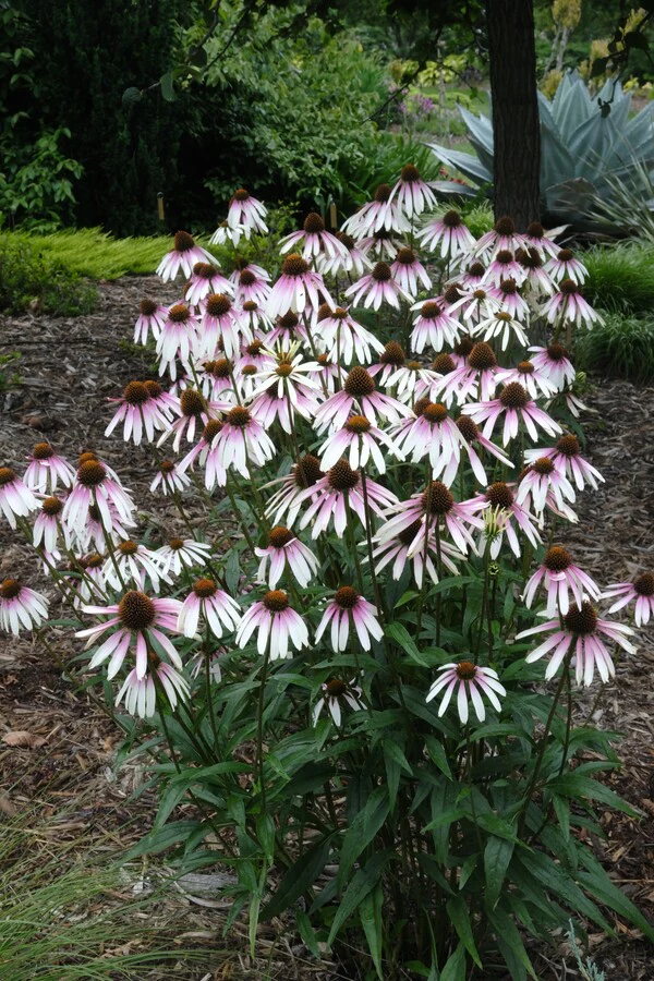 4415  Echinacea  Pretty Parasols (PBR)  I  Svenskt namn  :Solhatt  I  Krukstorlek   : SQ1  I  Förväntad Höjd  :  90 cm  I  Blomningstid :  juli-sept - 2