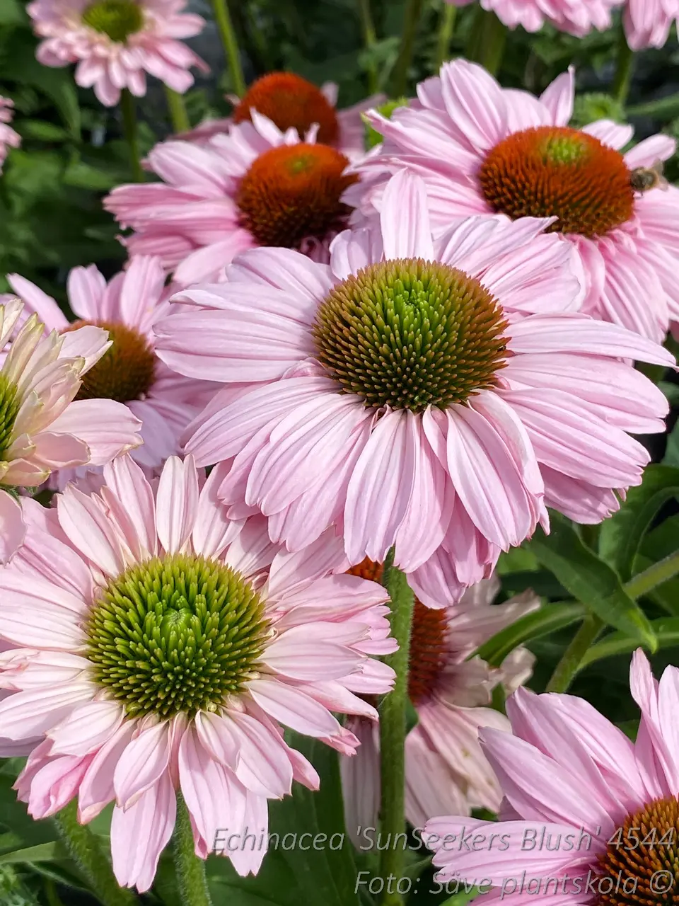 4544  Echinacea  SunSeekers Blush  (PBR)  I  Svenskt namn  :Solhatt  I  Krukstorlek   : SQ1  I  Förväntad Höjd  :  40 cm  I  Blomningstid :  juni-aug - 3