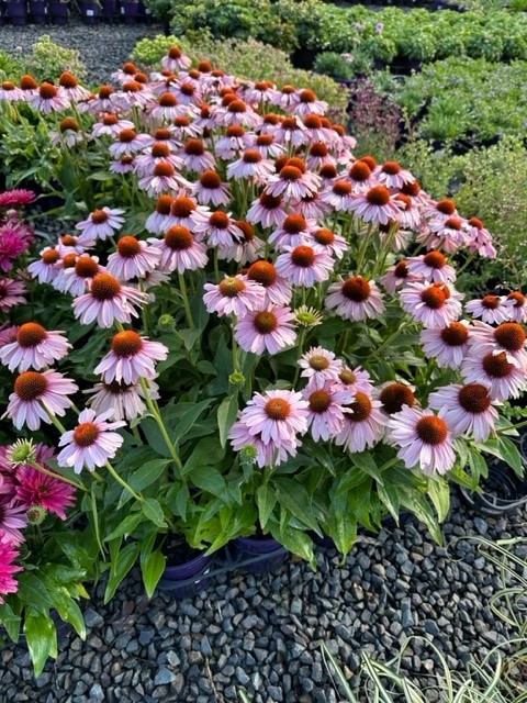 4544  Echinacea  SunSeekers Blush  (PBR)  I  Svenskt namn  :Solhatt  I  Krukstorlek   : SQ1  I  Förväntad Höjd  :  40 cm  I  Blomningstid :  juni-aug - 2