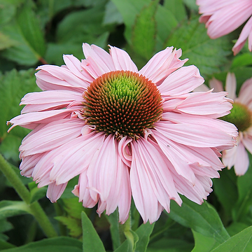 4544  Echinacea  SunSeekers Blush  (PBR)  I  Svenskt namn  :Solhatt  I  Krukstorlek   : SQ1  I  Förväntad Höjd  :  40 cm  I  Blomningstid :  juni-aug - 4