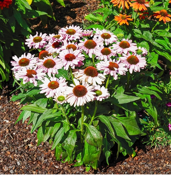 4544  Echinacea  SunSeekers Blush  (PBR)  I  Svenskt namn  :Solhatt  I  Krukstorlek   : SQ1  I  Förväntad Höjd  :  40 cm  I  Blomningstid :  juni-aug