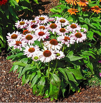 4544  Echinacea  SunSeekers Blush  (PBR)  I  Svenskt namn  :Solhatt  I  Krukstorlek   : SQ1  I  Förväntad Höjd  :  40 cm  I  Blomningstid :  juni-aug