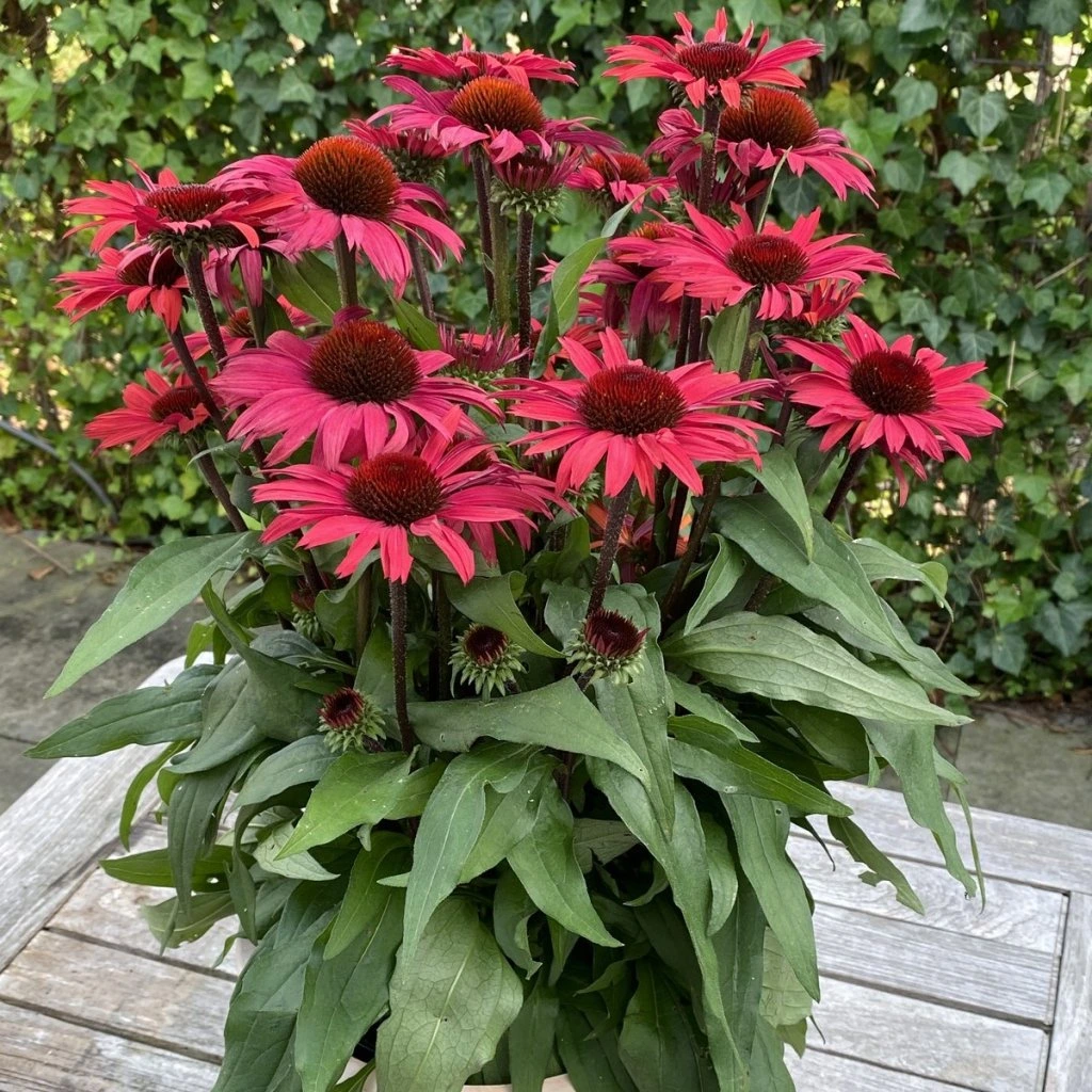4419  Echinacea  SunSeekers Carmine (PBR)  I  Svenskt namn  :Solhatt  I  Krukstorlek   : SQ1  I  Förväntad Höjd  :  50 cm  I  Blomningstid :  juli-sept