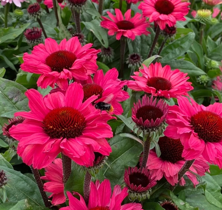 4419  Echinacea  SunSeekers Carmine (PBR)  I  Svenskt namn  :Solhatt  I  Krukstorlek   : SQ1  I  Förväntad Höjd  :  50 cm  I  Blomningstid :  juli-sept - 3