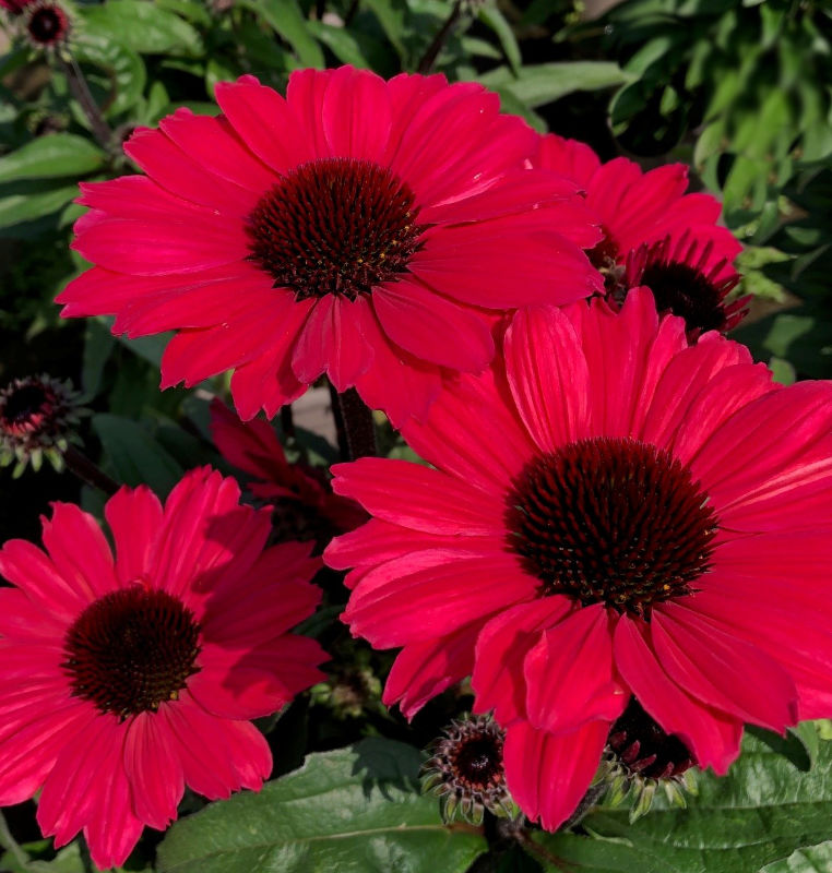 4419  Echinacea  SunSeekers Carmine (PBR)  I  Svenskt namn  :Solhatt  I  Krukstorlek   : SQ1  I  Förväntad Höjd  :  50 cm  I  Blomningstid :  juli-sept - 2