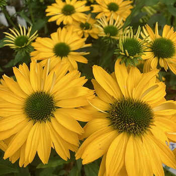 4547  Echinacea  SunSeekers Citrus (PBR)  I  Svenskt namn  :Solhatt  I  Krukstorlek   : SQ1  I  Förväntad Höjd  :  50 cm  I  Blomningstid :  juli-sept