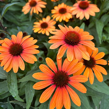 4513  Echinacea  SunSeekers Clementine  I  Svenskt namn  :Solhatt  I  Krukstorlek   : SQ1  I  Förväntad Höjd  :  60 cm  I  Blomningstid :  juli-sept