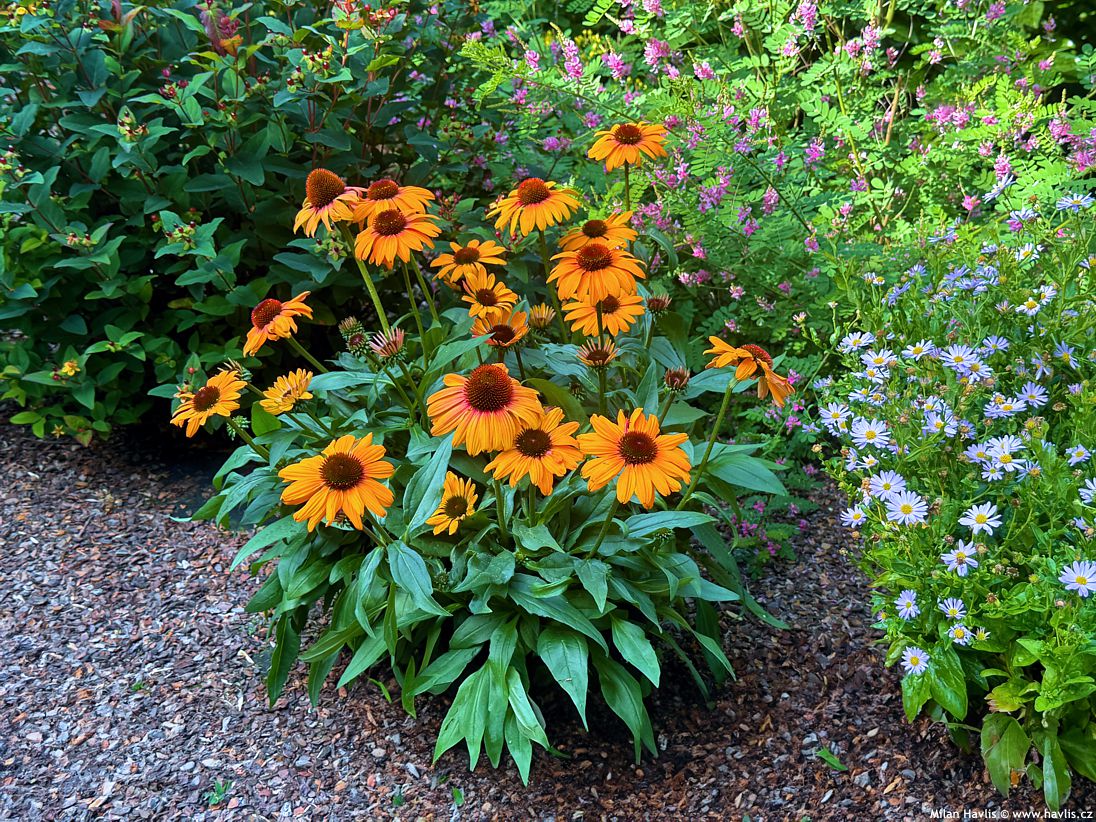4513  Echinacea  SunSeekers Clementine  I  Svenskt namn  :Solhatt  I  Krukstorlek   : SQ1  I  Förväntad Höjd  :  60 cm  I  Blomningstid :  juli-sept - 2