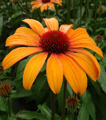 4513  Echinacea  SunSeekers Clementine  I  Svenskt namn  :Solhatt  I  Krukstorlek   : SQ1  I  Förväntad Höjd  :  60 cm  I  Blomningstid :  juli-sept - 3