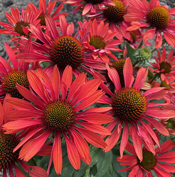4540  Echinacea  SunSeekers Coral (PBR)  I  Svenskt namn  :Solhatt  I  Krukstorlek   : SQ1  I  Förväntad Höjd  :  50 cm  I  Blomningstid :  juni-aug