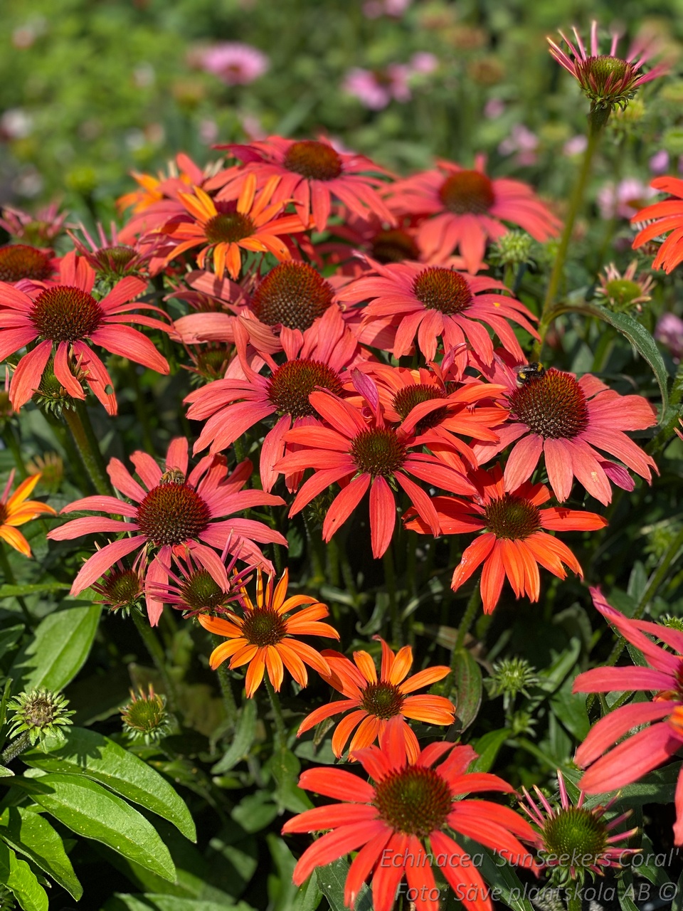 4540  Echinacea  SunSeekers Coral (PBR)  I  Svenskt namn  :Solhatt  I  Krukstorlek   : SQ1  I  Förväntad Höjd  :  50 cm  I  Blomningstid :  juni-aug - 3