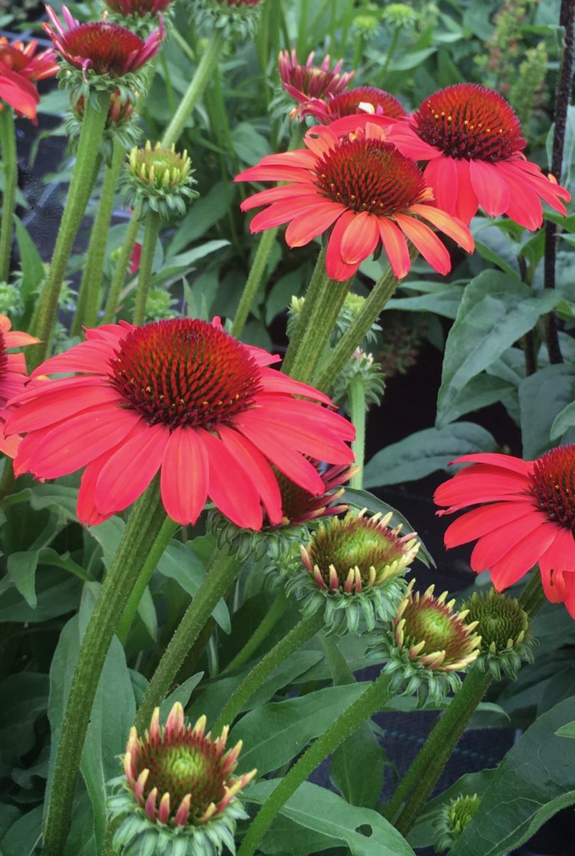 4540  Echinacea  SunSeekers Coral (PBR)  I  Svenskt namn  :Solhatt  I  Krukstorlek   : SQ1  I  Förväntad Höjd  :  50 cm  I  Blomningstid :  juni-aug - 2