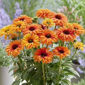 4520  Echinacea  SunSeekers Mineola (PBR)  I  Svenskt namn  :Solhatt  I  Krukstorlek   : SQ1  I  Förväntad Höjd  :  50 cm  I  Blomningstid :  juli-sept