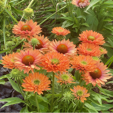 4425  Echinacea  SunSeekers Pumpkin Pie  I  Svenskt namn  :Solhatt  I  Krukstorlek   : SQ1  I  Förväntad Höjd  :  50 cm  I  Blomningstid :  juli-sept