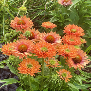 4425  Echinacea  SunSeekers Pumpkin Pie  I  Svenskt namn  :Solhatt  I  Krukstorlek   : SQ1  I  Förväntad Höjd  :  50 cm  I  Blomningstid :  juli-sept