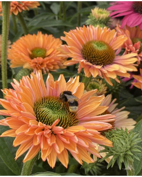 4425  Echinacea  SunSeekers Pumpkin Pie  I  Svenskt namn  :Solhatt  I  Krukstorlek   : SQ1  I  Förväntad Höjd  :  50 cm  I  Blomningstid :  juli-sept - 2