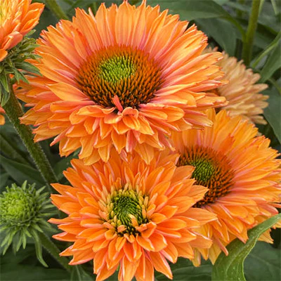 4425  Echinacea  SunSeekers Pumpkin Pie  I  Svenskt namn  :Solhatt  I  Krukstorlek   : SQ1  I  Förväntad Höjd  :  50 cm  I  Blomningstid :  juli-sept - 3