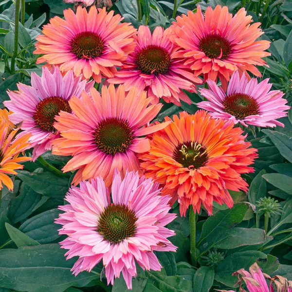 4527  Echinacea  SunSeekers Rainbow (PBR)  I  Svenskt namn  :Solhatt  I  Krukstorlek   : SQ1  I  Förväntad Höjd  :  60 cm  I  Blomningstid :  juli-sept
