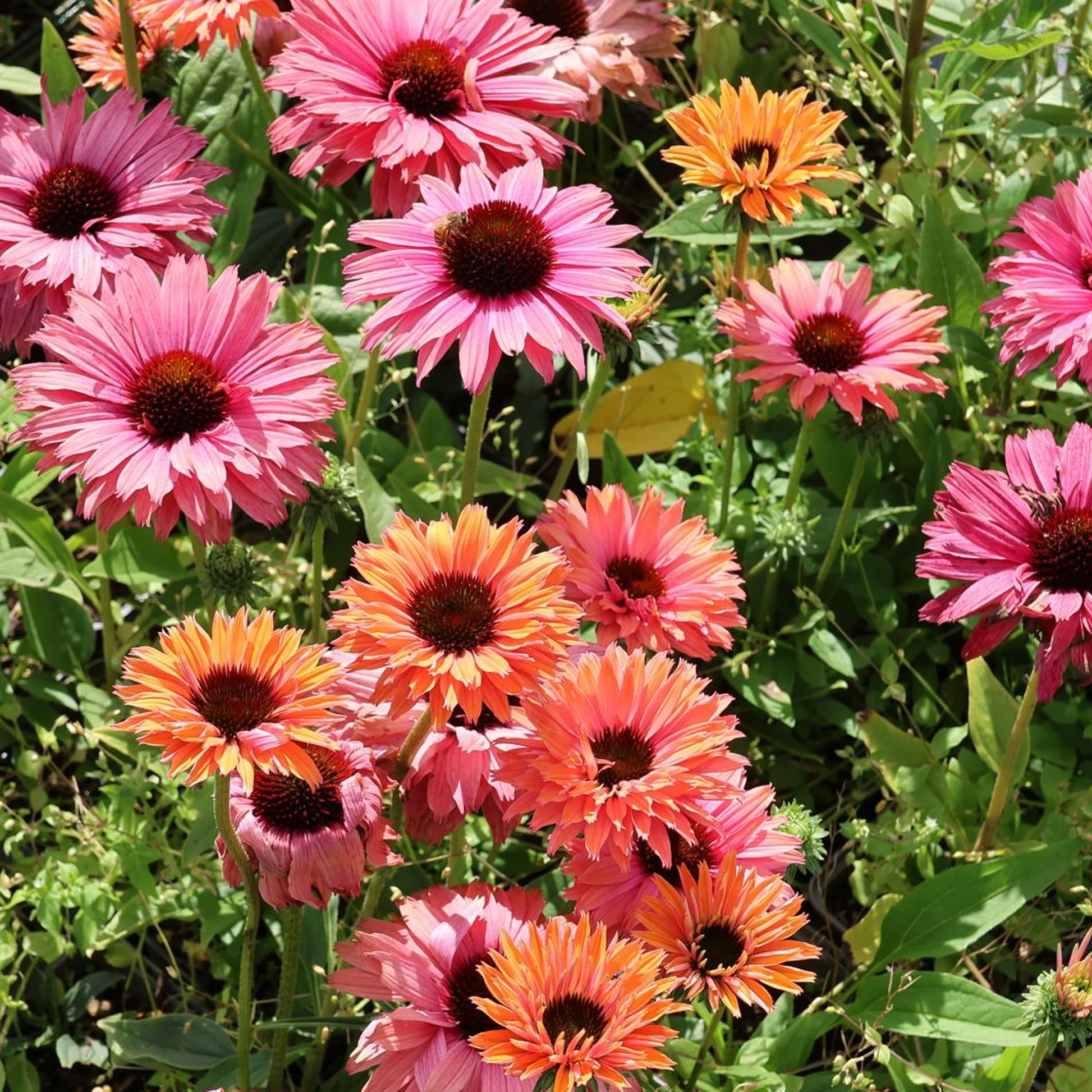 4527  Echinacea  SunSeekers Rainbow (PBR)  I  Svenskt namn  :Solhatt  I  Krukstorlek   : SQ1  I  Förväntad Höjd  :  60 cm  I  Blomningstid :  juli-sept - 3