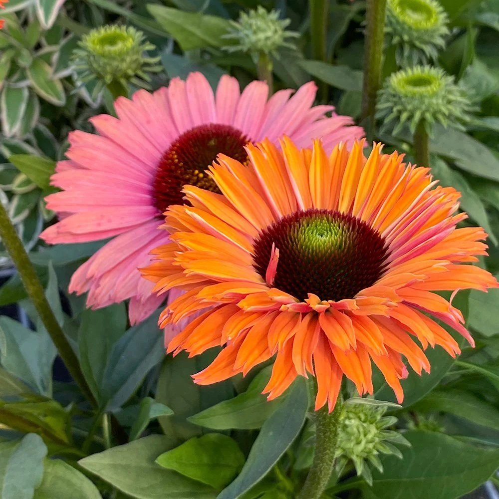4527  Echinacea  SunSeekers Rainbow (PBR)  I  Svenskt namn  :Solhatt  I  Krukstorlek   : SQ1  I  Förväntad Höjd  :  60 cm  I  Blomningstid :  juli-sept - 2