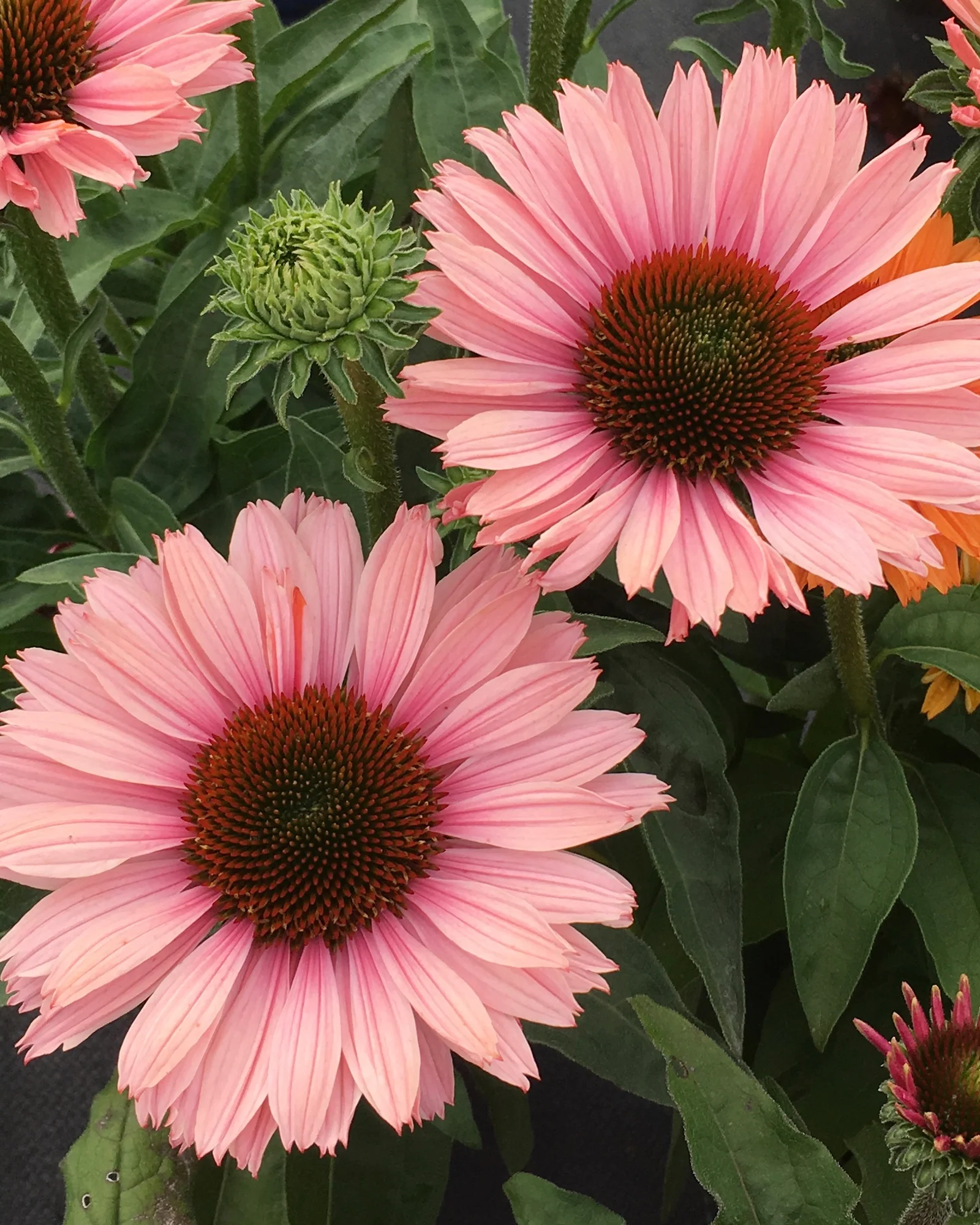 4526  Echinacea  SunSeekers Salmon (PBR)  I  Svenskt namn  :Solhatt  I  Krukstorlek   : SQ1  I  Förväntad Höjd  :  50 cm  I  Blomningstid :  juli-sept - 4
